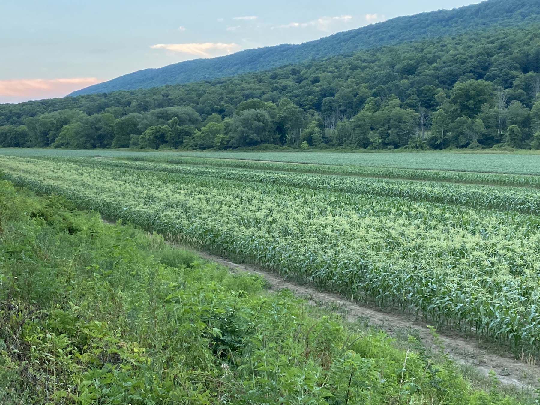 Green fields running toward the ridge along the Juniata River valley