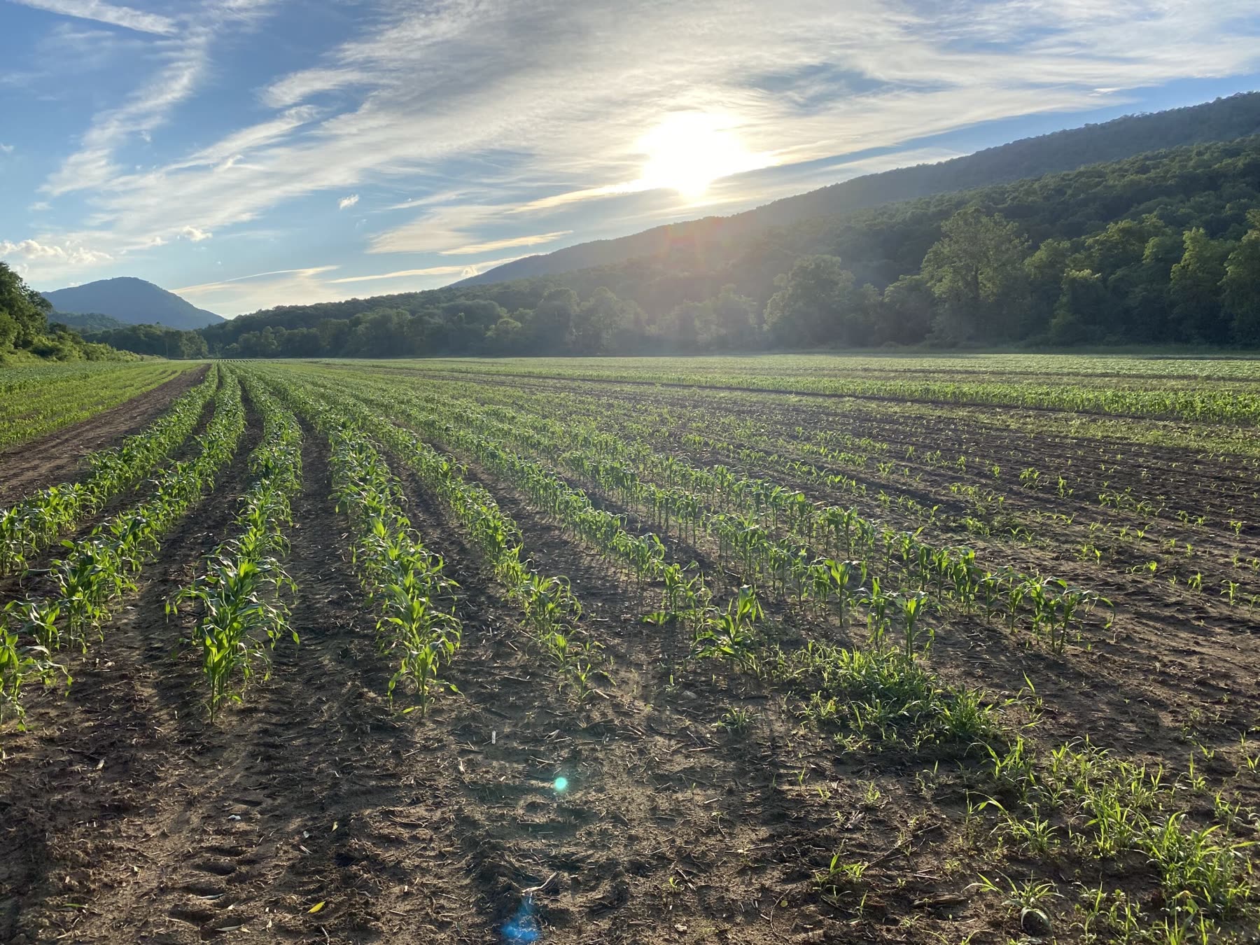 Planted rows catching the evening sun below the ridge