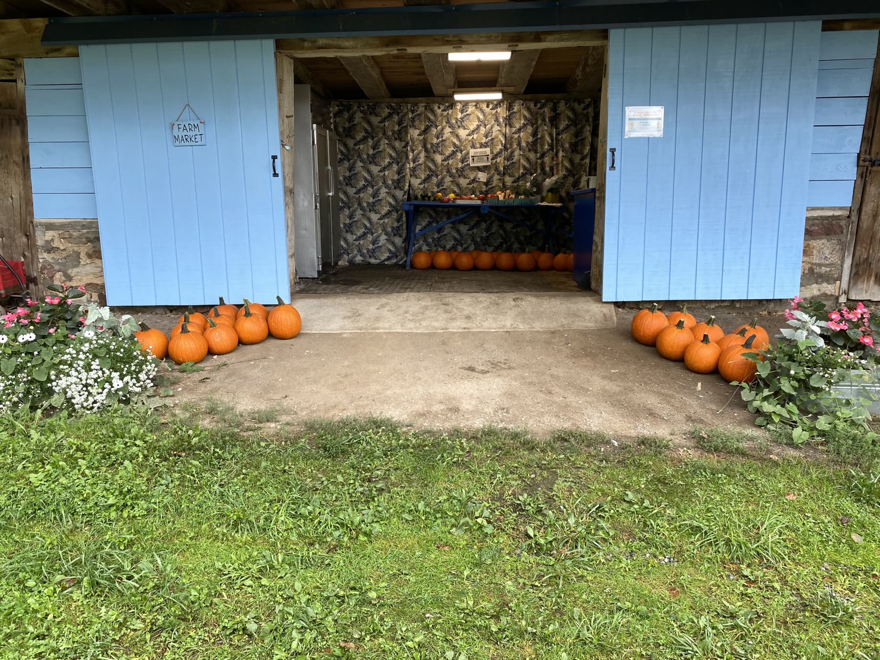 The blue barn doors open on the self-serve market, pumpkins on either side