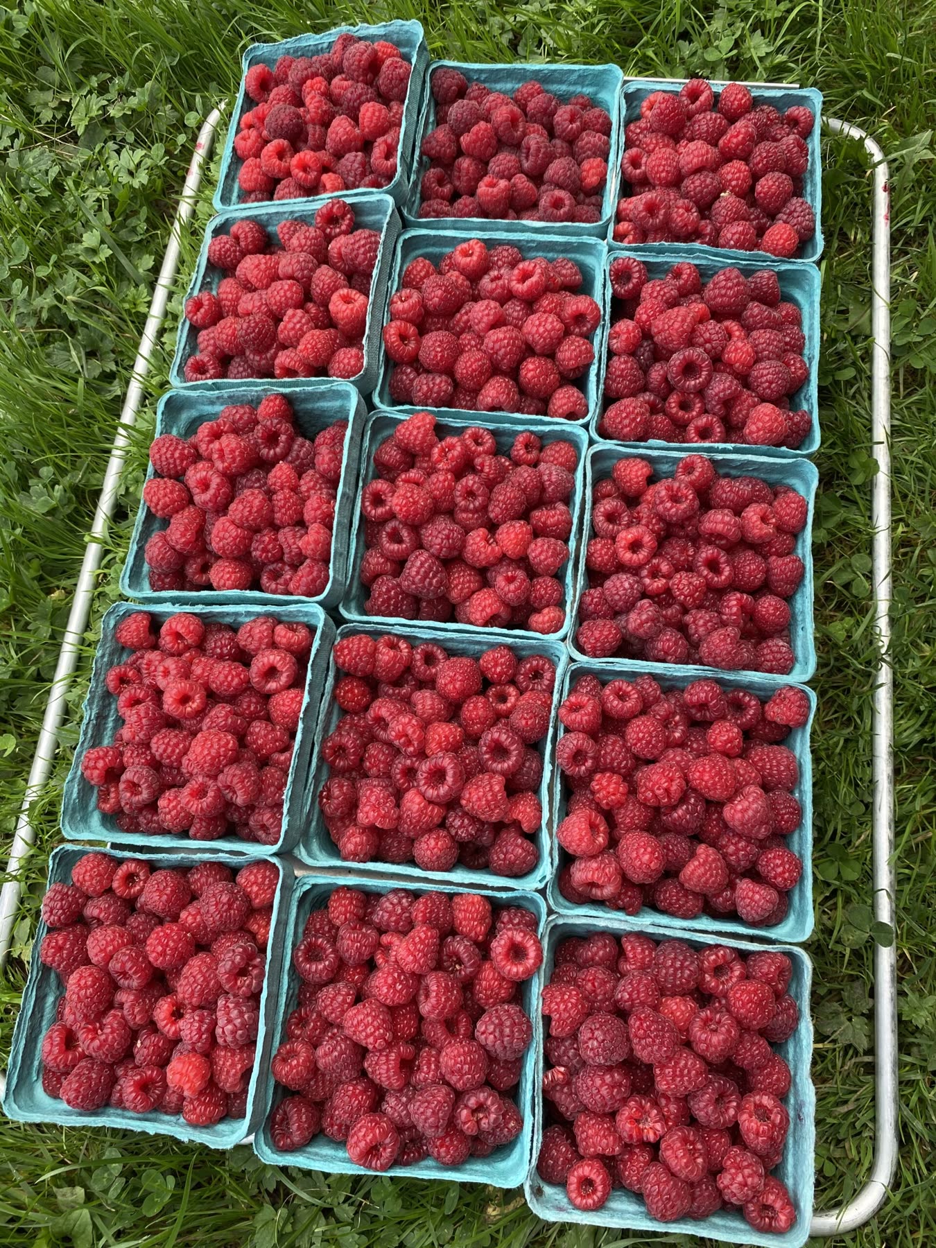 Pints of red raspberries