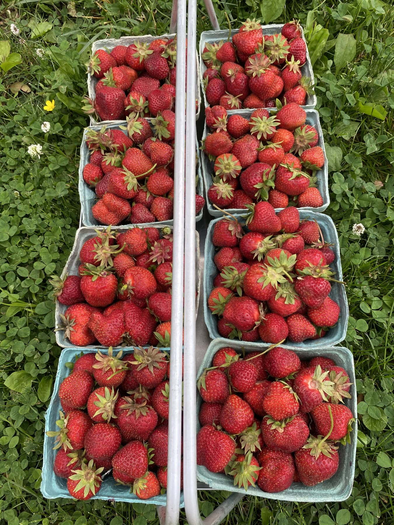 Quart boxes of ripe strawberries