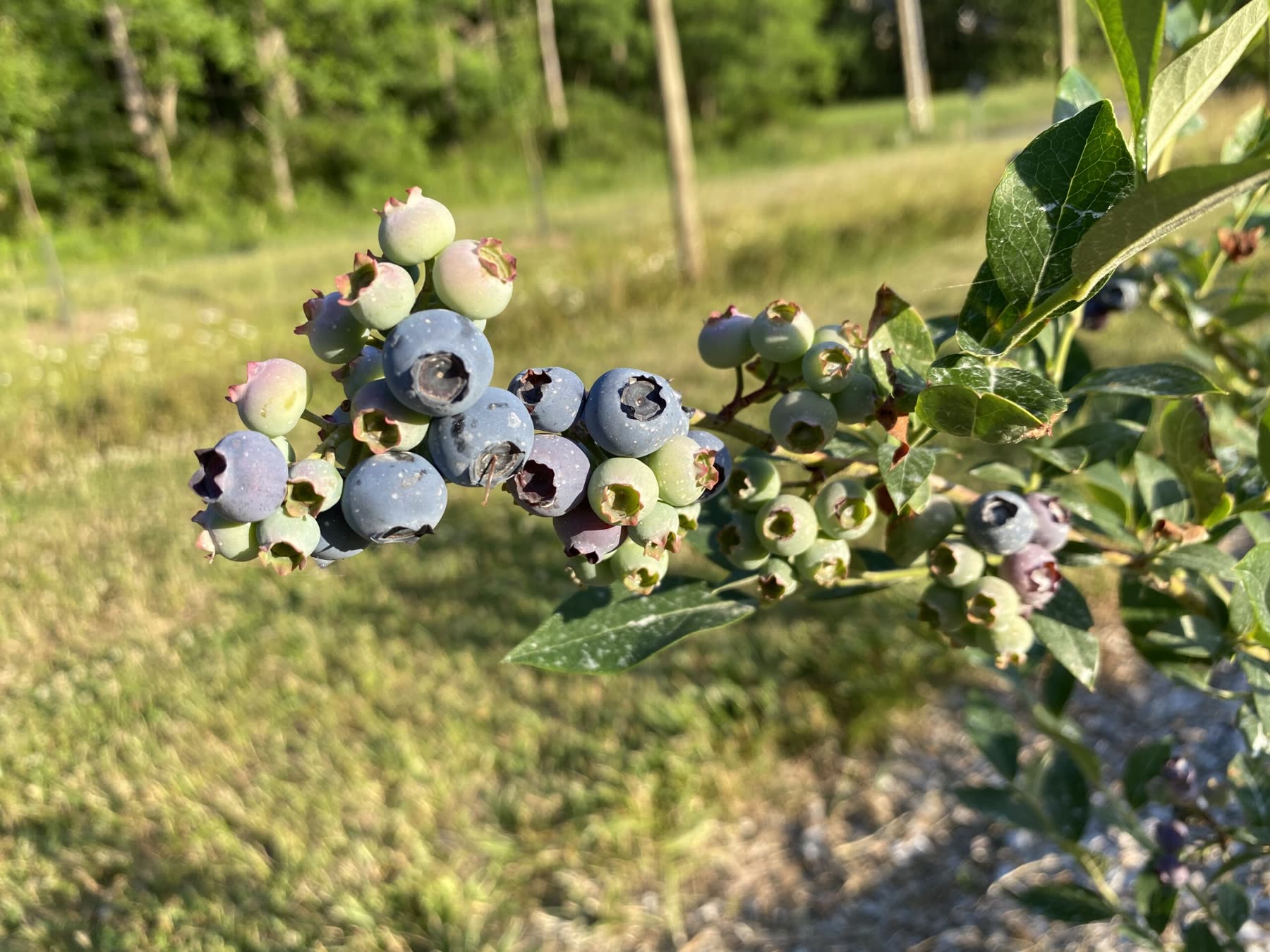 Blueberries ripening on the bush