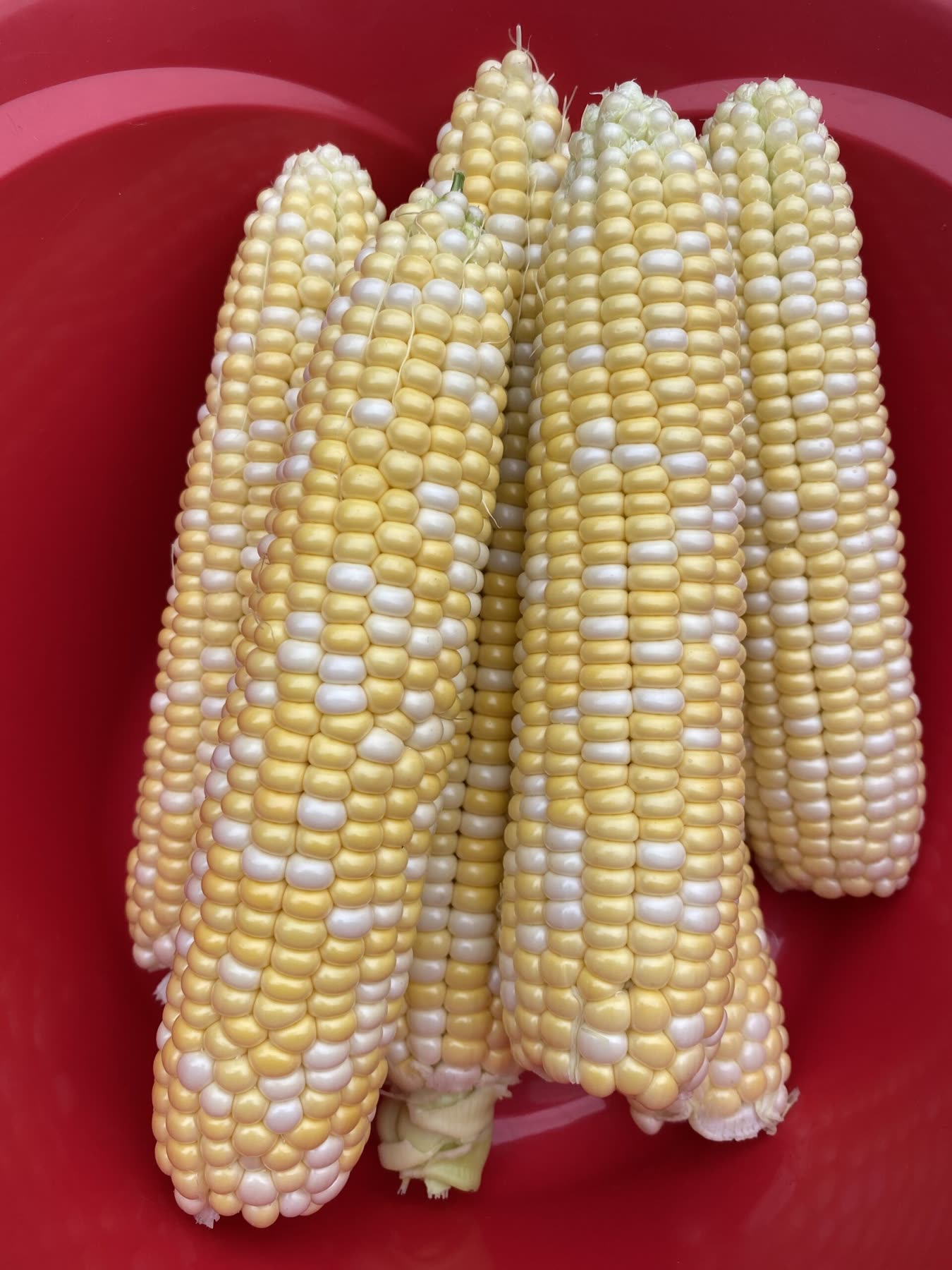 Shucked ears of bicolor sweet corn