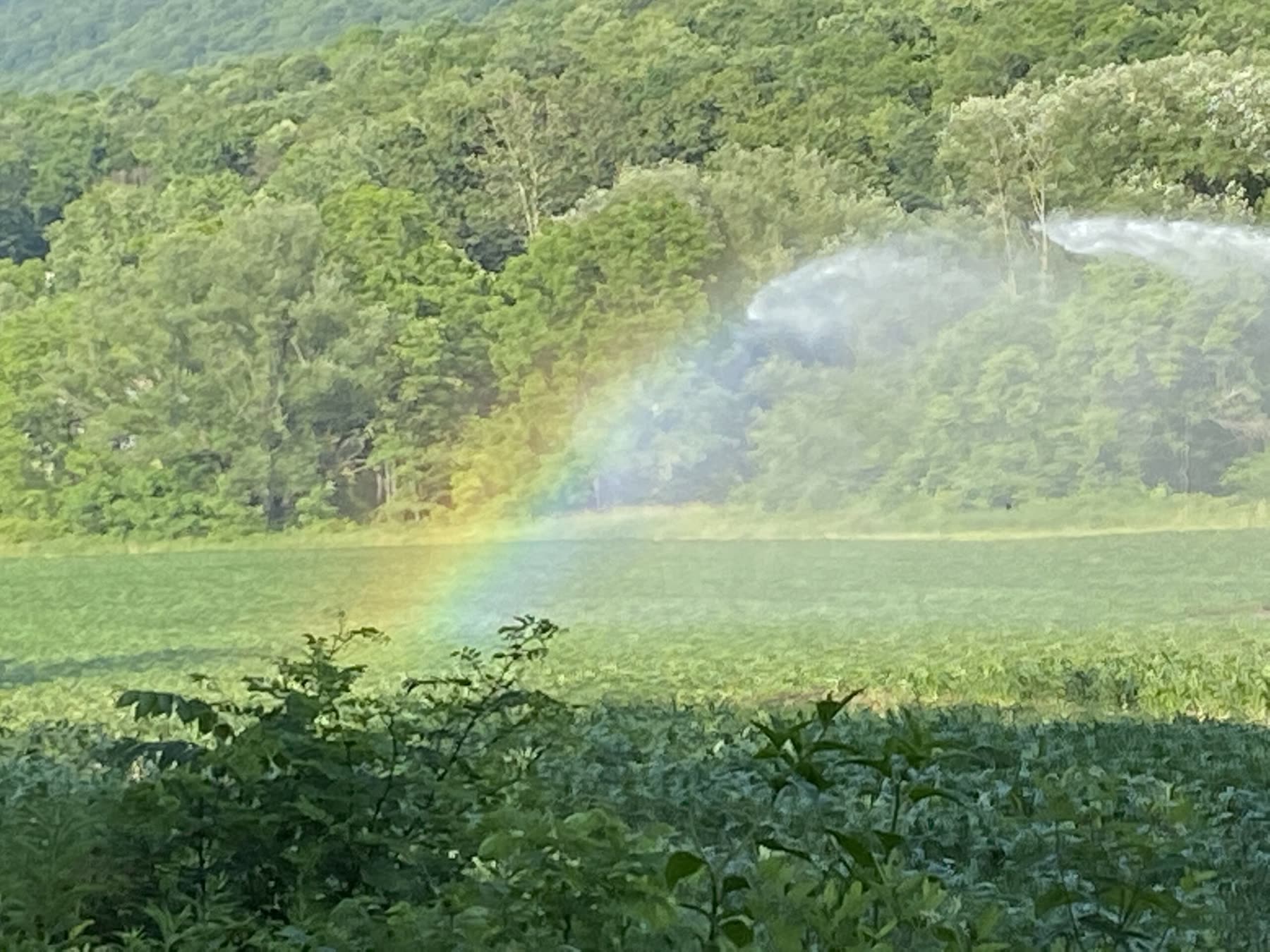 A rainbow in the irrigation spray over the fields